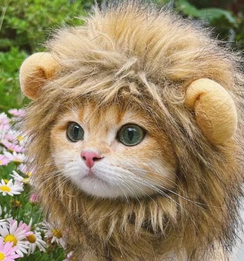 Photography Interest - 1pcs Interesting pet headwear - plush