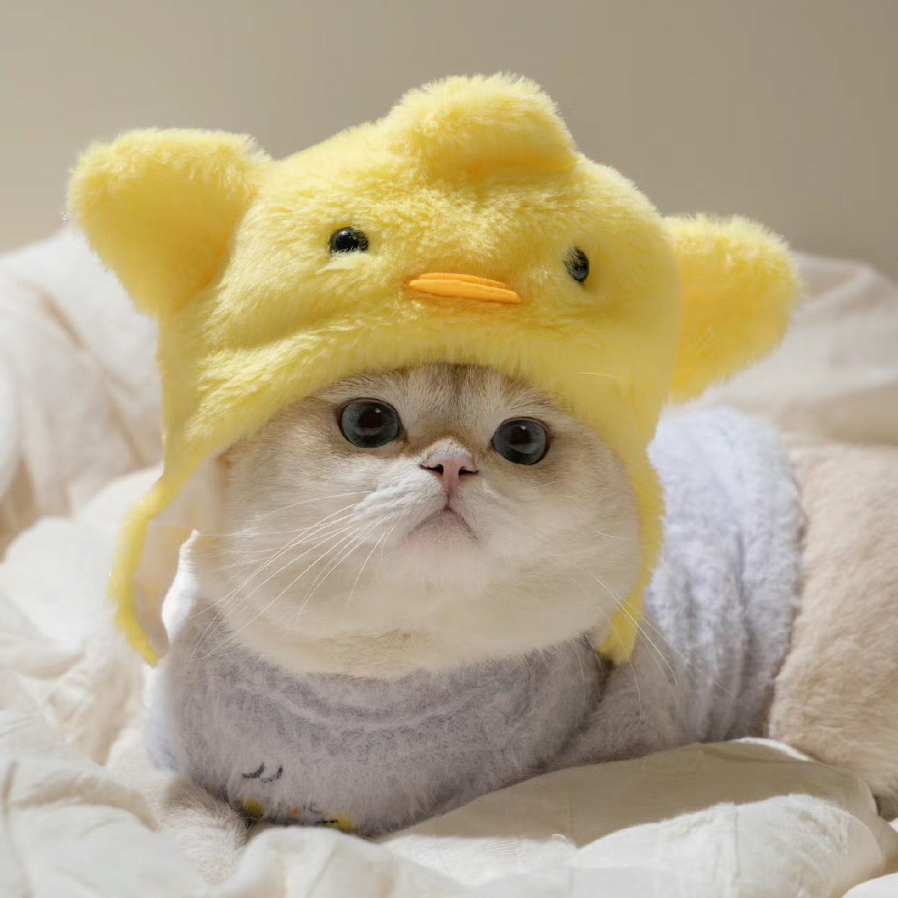 1pcs Interesting pet headwear  - Photography Interest ulasan dan harga